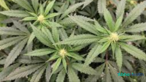 Kentucky Medical Marijuana Bill approved through KY Senate Committee